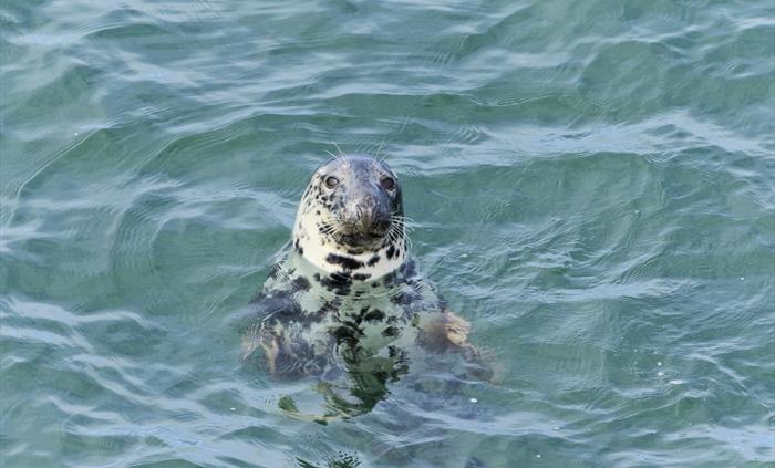 Seal viewing